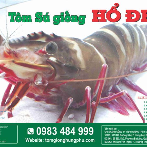 TÔM SÚ HỔ ĐEN
